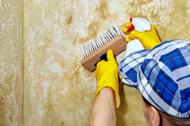 Trusted Hazard, KY Mold Removal Experts