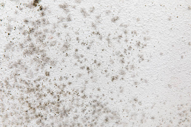 Mold Removal for HVAC Installations in Hazard, KY